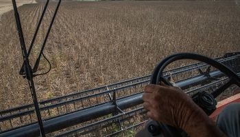 Gigante argentino del agro certificó el 25% de su soja y el 15% de su maíz bajo estándares internacionales