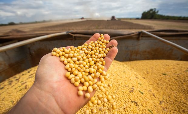 El precio de la soja cayó 7,6 % en dólares tras la suba de las retenciones