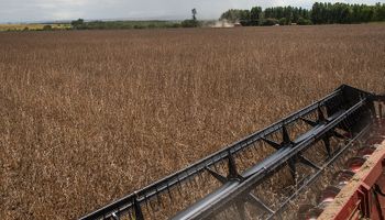 US$ 250 con cupo: la soja bajó fuerte por el ingreso de la cosecha
