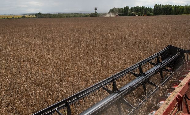 US$ 250 con cupo: la soja bajó fuerte por el ingreso de la cosecha