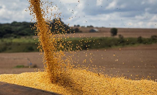 La gran cosecha de Brasil presiona al precio de la soja: cuánto se pagó en Rosario