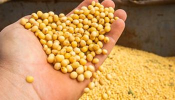 Preços da soja, milho e trigo seguirão em queda, diz IPEA