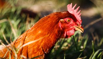 Missão no Japão busca retomada de exportações de carne de frango de SC 