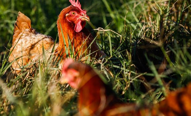 Doença foi detectada em uma criação de subsistência onde havia pato, ganso, marreco e galinha