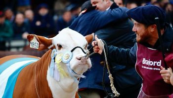 Braford: cómo se prepara una vaca campeona de La Rural