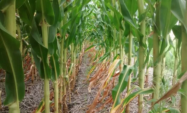 A una semana de comenzar la siembra de maíz, ¿puede caer el área?