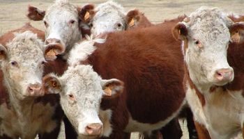 Uruguay vende vacas gordas a Brasil