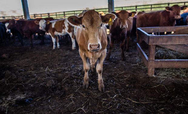“Las ventas serían inviables”: la ganadería brasileña perdería US$ 1.000 millones solo en 2025 si se confirman los aranceles de Trump
