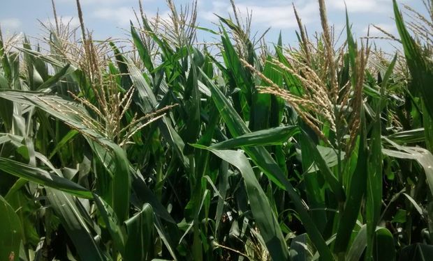 La disyuntiva entre la soja temprana y el maíz tardío en el área núcleo.