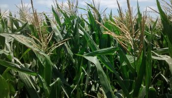 Lluvias claves para el maíz en la principal provincia productora