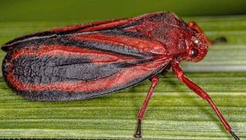 Pesquisa descobre nova espécie de cigarrinha-da-raiz que ameaça lavouras de cana