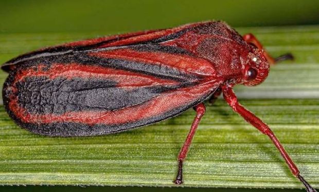 Pesquisa descobre nova espécie de cigarrinha-da-raiz que ameaça lavouras de cana