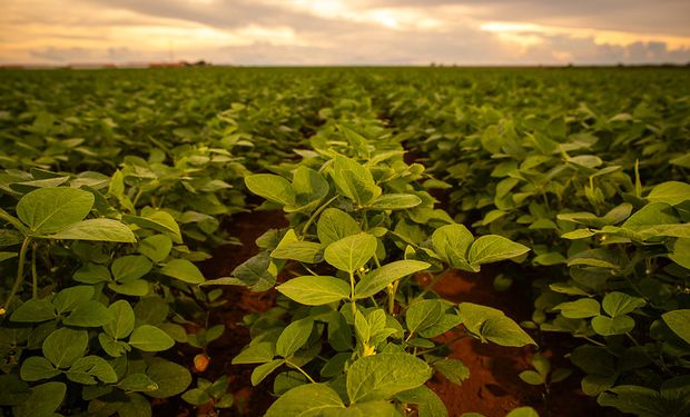 La soja de segunda es la más castigada y las pérdidas pueden aumentar a pesar de las lluvias