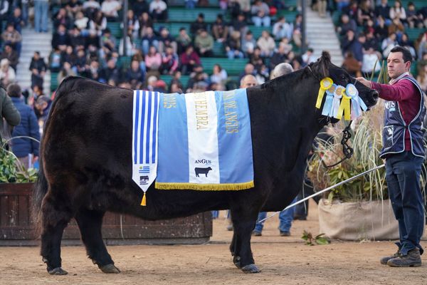 angus palermo