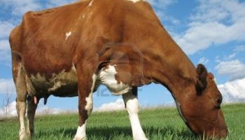 Año récord en el consumo de carne: ¿podrá sostenerse?