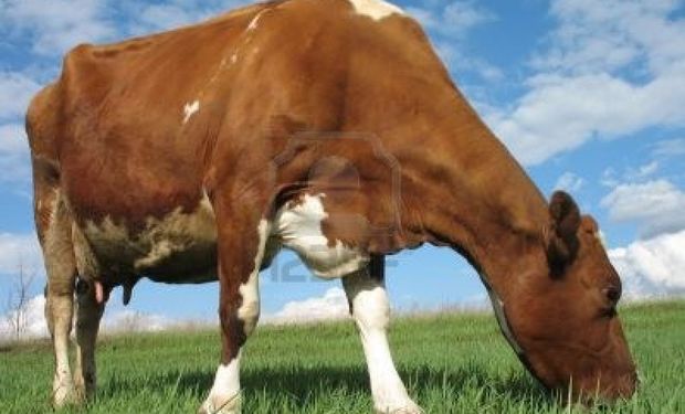 Año récord en el consumo de carne: ¿podrá sostenerse?