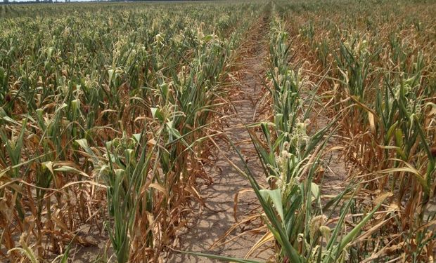 No se sembrará un 10 % de la superficie maíz tardío y ya se perdió un 5 % por la sequía