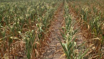 La sequía deja nuevos recortes y se pierde un 15 % en el maíz y un 7 % en la soja