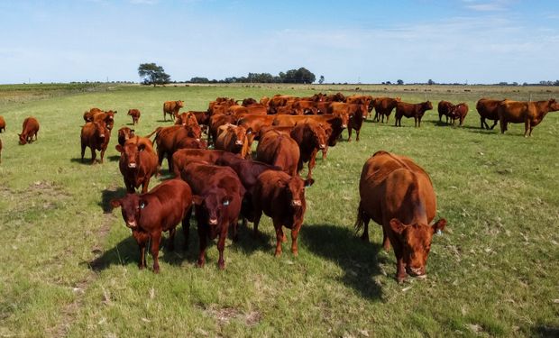 Reclaman que se extienda la emergencia agropecuaria en La Pampa