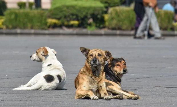 Dia Nacional del perro: por qué se conmemora cada 2 de junio