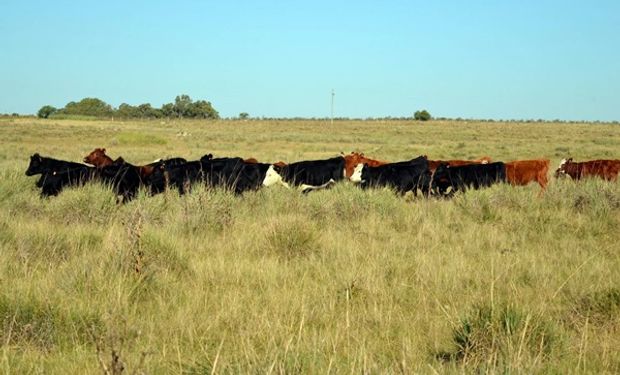 COP 28: el documento que revela un impacto mucho menor de la ganadería en el calentamiento global