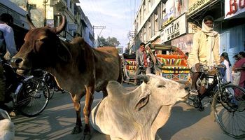 Alarma en India por un virus que infectó a más de dos millones de vacas
