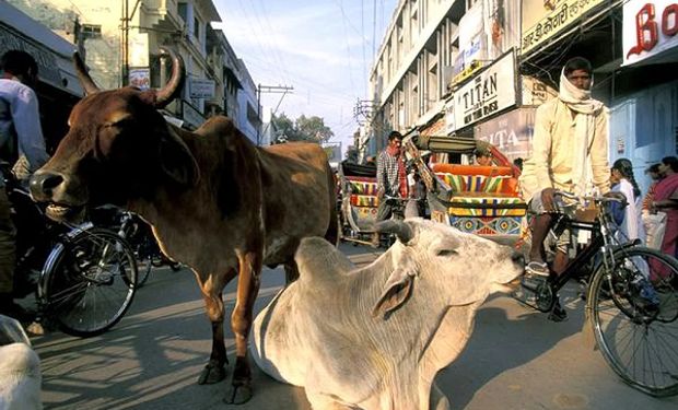 Alarma en India por un virus que infectó a más de dos millones de vacas