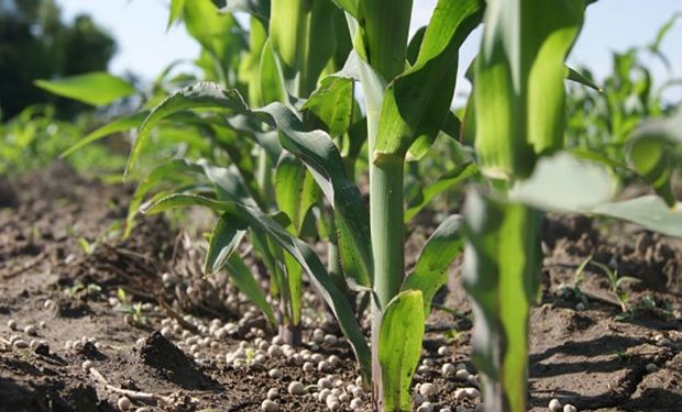 Cuánta urea se puede comprar con una tonelada de trigo y maíz