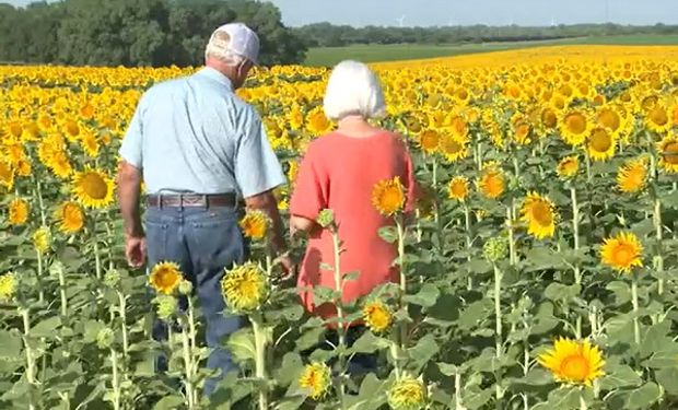 Sembró 1,2 millones de girasoles para regalarle a su esposa por el 50° aniversario de casados