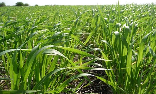 Continúa el descenso de las reservas de humedad para el trigo: cuáles son las zonas más afectadas