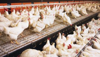 Detectan un nuevo caso de gripe aviar en EEUU