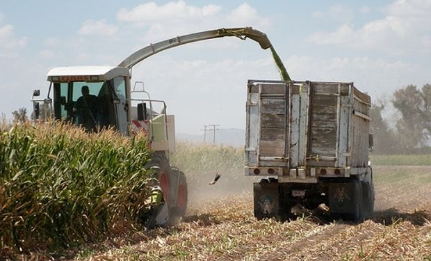 Lanworth eleva estimación de producción mundial de maíz