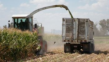 Estimaciones de USDA deberían incluir consumo de maíz forrajero
