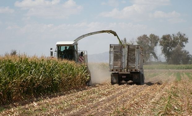 Santa Fe: aumenta el movimiento de equipos para el picado del maíz ante la falta de agua