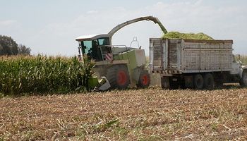 Advierten que las retenciones provocan caídas en la producción de maíz 