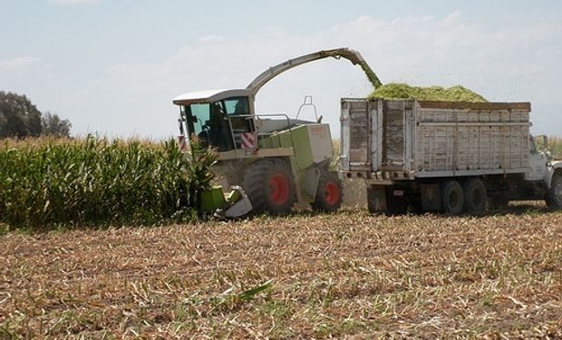 Advierten que las retenciones provocan caídas en la producción de maíz