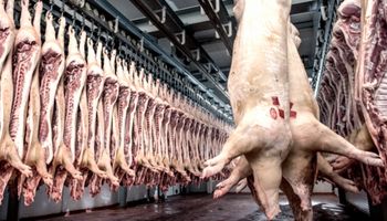 La importación de carne de cerdo desde EEUU impactará en las economías regionales