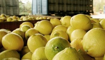 India recibió el primer embarque de limones argentinos