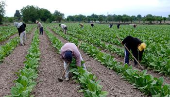 Cómo aplicar a beneficios de seguridad social para actividades del sector agrícola
