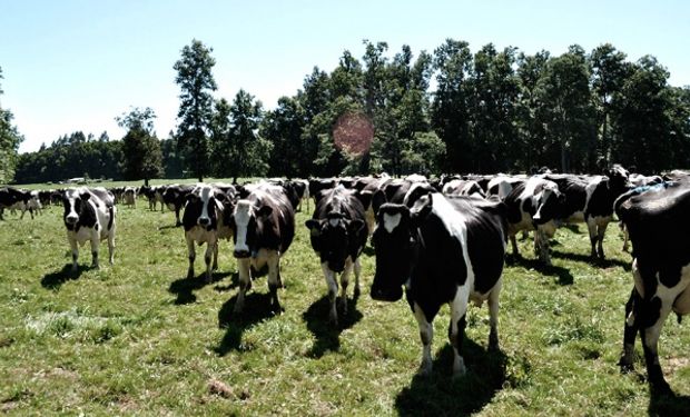 El stock ganadero en La Pampa llegó a ser de unos 4 millones de cabezas de ganado.