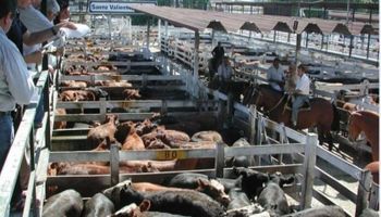 La hacienda liviana y la vaca, con precios destacados a lo largo de la semana