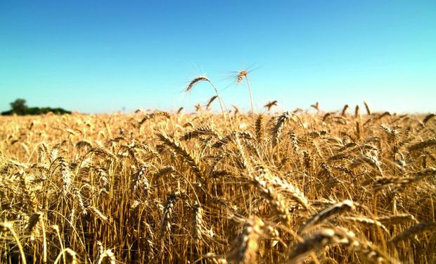 La Federación de Acopiadores de Cereales vuelve a ubicar al cereal en el centro del análisis.