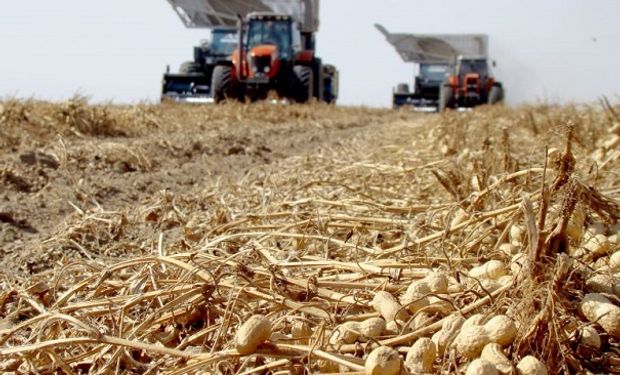 Economías regionales: la producción de maní atraviesa su mejor momento y la lechería genera preocupación