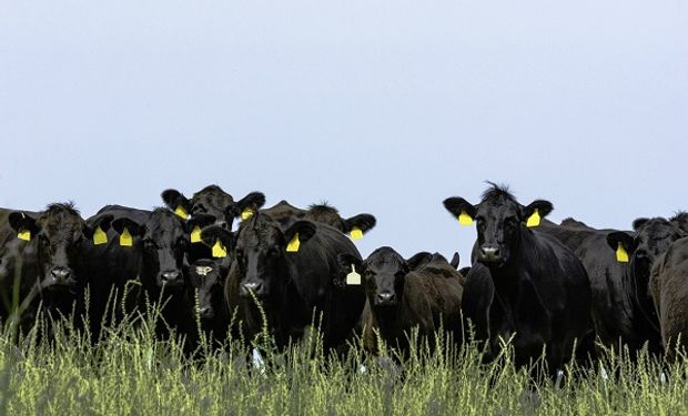 La Asociación de Angus celebra 100 años y refuerza su compromiso con la raza 