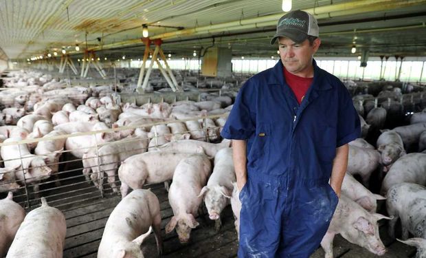 Productores de cerdo se lamentan no poder aprovechar la oportunidad de China, afectada por la fiebre porcina.