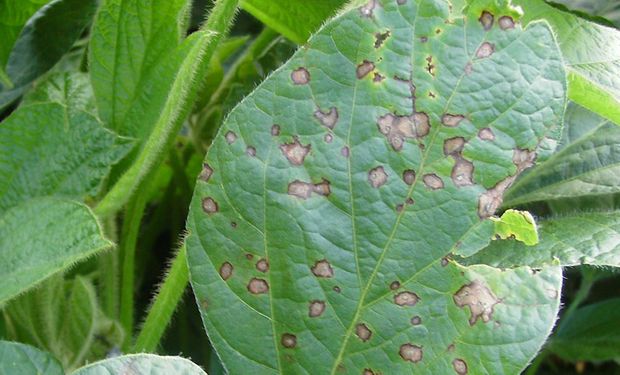 Rastrojos muy infestados luego de dos años de fuertes lluvias generan un ambiente ideal para la aparición de Enfermedades de Fin de Ciclo (EFC), principalmente la Mancha Ojo de Rana.