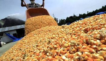 Maíz: Sudamérica está un paso arriba de Estados Unidos en los mercados externos