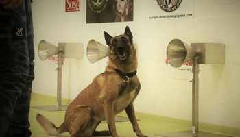 Entrenan perros para que detecten a personas con coronavirus en Argentina