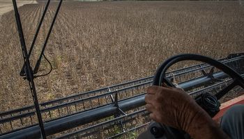 El precio del trigo baja a la espera de novedades en el Mar Negro: qué paso en el mercado local son la soja y el maíz