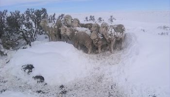 Cómo actuar frente a nevadas intensas para evitar las pérdidas ganaderas